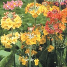 Primula Candelabra Mixed Picture of Primula Candelabra Mixed (11717)