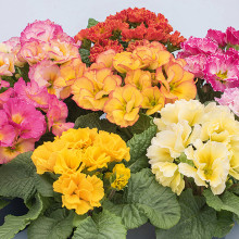 Primula Elodie Dble Mixed Picture of Primula Elodie Dble Mixed (9797)