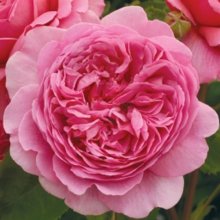 Princess Alexandra of Kent Std 80cm-Rose Picture of Princess Alexandra of Kent Std 80cm-Rose (7701)