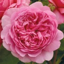 Princess Alexandra of Kent-Rose Picture of Princess Alexandra of Kent-Rose (6826)