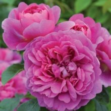 Princess Anne Std 80cm-Rose Picture of Princess Anne Std 80cm-Rose (11246)