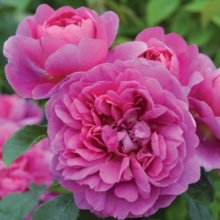 Princess Anne-Rose Picture of Princess Anne-Rose (9492)