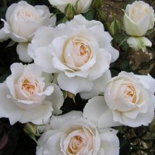 Princess Of Wales Std 80cm-Rose Picture of Princess Of Wales Std 80cm-Rose (4411)