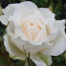 Princess of Wales-Rose Picture of Princess of Wales-Rose (4409)