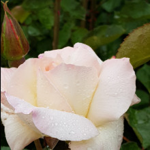 Pristine-Rose Picture of Pristine-Rose (4414)