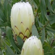 Picture of Protea Almond Frost (12096)