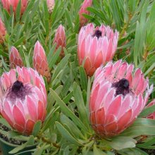 Picture of Protea Burgundy Nipple (10450)