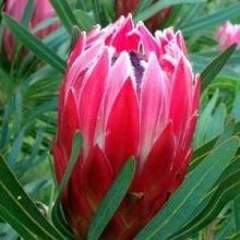 Picture of Protea Candy (28635)