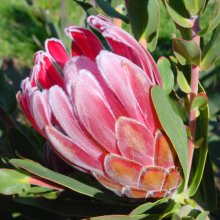 Picture of Protea Christine (28791)