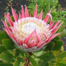 Picture of Protea Cynaroides (4417)