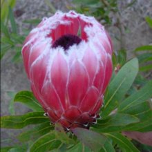 Picture of Protea Deep Blush (28786)