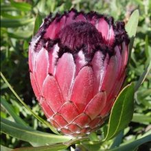 Picture of Protea Fiery Sunset (8909)