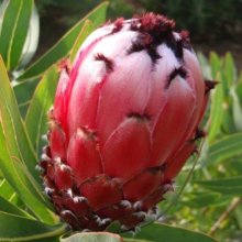 Picture of Protea Floosie (9712)