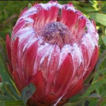 Picture of Protea Franciscan hybrid (28638)