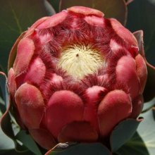 Protea Grandiceps Picture of Protea Grandiceps (8907)