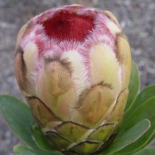 Picture of Protea Grandicolor (30663)