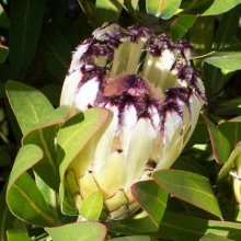 Protea Green Ice Picture of Protea Green Ice (28639)