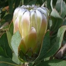 Protea Green Satin Picture of Protea Green Satin (28640)