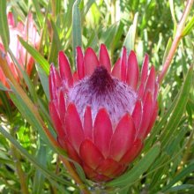 Protea Mini Red Picture of Protea Mini Red (28687)