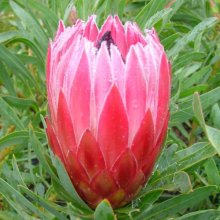 Protea Liebencherry Picture of Protea Liebencherry (30341)
