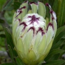 Protea Limelight Picture of Protea Limelight (8132)