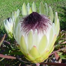 Protea Longifolia Picture of Protea Longifolia (29067)