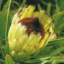 Protea Margaret Watling Picture of Protea Margaret Watling (12097)