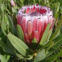 Protea Margarita Picture of Protea Margarita (29064)