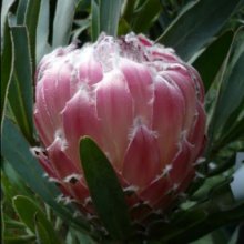 Protea Mayday Picture of Protea Mayday (28646)