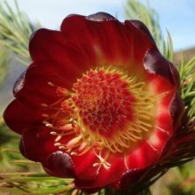 Protea Nana Picture of Protea Nana (11293)