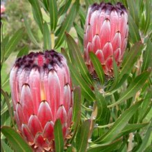 Protea Neriifolia Ruby Picture of Protea Neriifolia Ruby (29065)