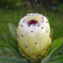 Protea New Moon Picture of Protea New Moon (28649)