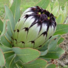 Protea Niobe Picture of Protea Niobe (28685)
