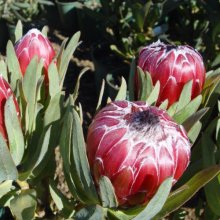 Protea Obsession Picture of Protea Obsession (28686)
