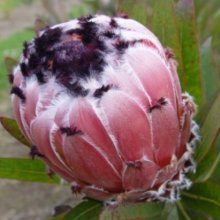Protea Pacific Queen Picture of Protea Pacific Queen (28642)