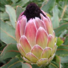 Protea Passion Picture of Protea Passion (28688)