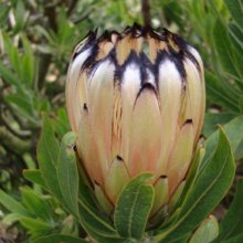 Protea Peach Sheen Picture of Protea Peach Sheen (28689)