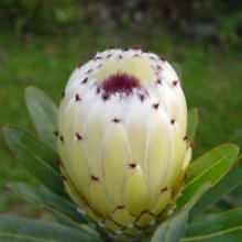 Protea Pearl Blush Picture of Protea Pearl Blush (28705)