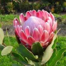 Protea Pink Frost Picture of Protea Pink Frost (29857)