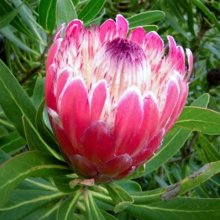 Protea Pink Ice Picture of Protea Pink Ice (8133)