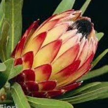 Protea Possum Magic Picture of Protea Possum Magic (8911)