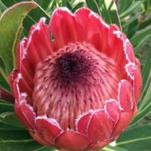Protea Red Ice Picture of Protea Red Ice (11531)