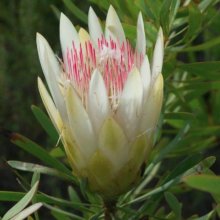 Protea Repens Alba Picture of Protea Repens Alba (11907)