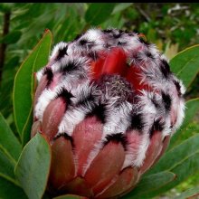 Protea Rose Mink Picture of Protea Rose Mink (8908)