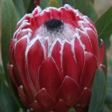 Protea Shelia Picture of Protea Shelia (28701)