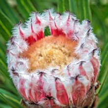 Protea Snowcrest Picture of Protea Snowcrest (11530)