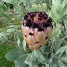 Protea Spotted Mink Picture of Protea Spotted Mink (28789)