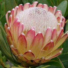 Protea Susara Picture of Protea Susara (8912)