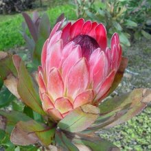 Protea Sylvia Picture of Protea Sylvia (9845)