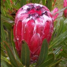Protea Tasman Ruby Picture of Protea Tasman Ruby (8913)